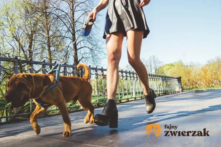 Pies na smyczy automatycznej podczas spaceru, a także smycz automatyczna rozwijana i zwijana