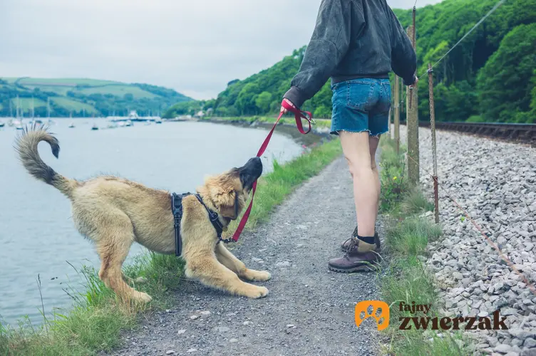 Pies w szelkach podczas spaceru, a także porady, szelki czy obroża dla psa