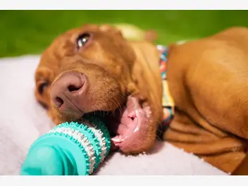Ilustracja artykułu jak wybrać gryzak dla psa? oto top 5 najlepszych gryzaków
