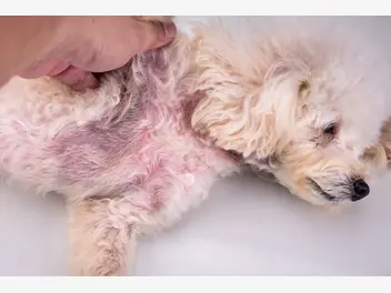 Ilustracja artykułu krwotoczne zapalenie jelit u psa – oznaki, leczenie, rokowania, profilaktyka
