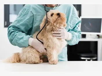Ilustracja artykułu przepuklina u psa – rodzaje, przyczyny, objawy, leczenie, profilaktyka