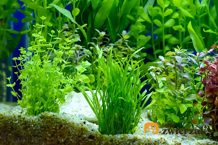 Ciekawe rośliny w akwarium, a także akwarium holenderskie, jego plan i zakładanie