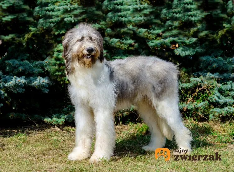 Pies rasy owczarek rumuński Mioritic, Romanian Raven Shepherd Dog na tle drzew,a także jego usposobienie, cena, hodowla i opinie