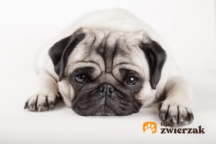Pies rasy mops leżący na podłodze, a także mops miniaturka, istnienie i charakter