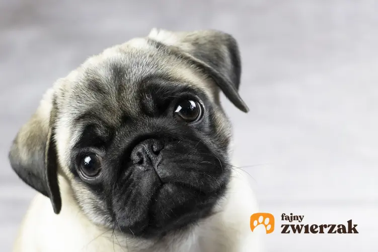 Pies rasy mops na zdjęciu portretowym, a także długość życia mopsów i ile żyją mopsy