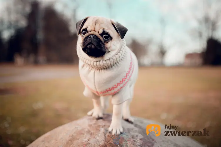 Pies rasy mops w sweterku podczas spaceru, a także hodowla mopsa w Polsce