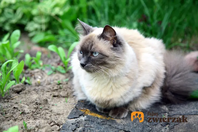 Kot balijski siedzący w ogrodzie na tle zieleni, a także jego charakter, hodowla i cena