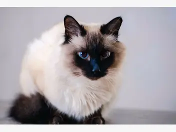 Ilustracja artykułu jaka jest cena kota balijskiego? sprawdź, ile kosztują rasowe kocięta