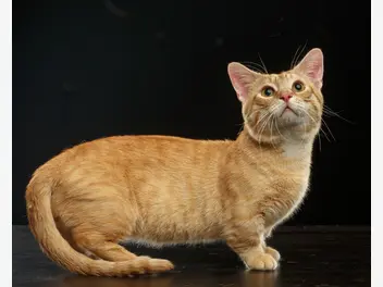 Ilustracja artykułu kot z krótkimi łapkami – czy wiecie, jaka to rasa?