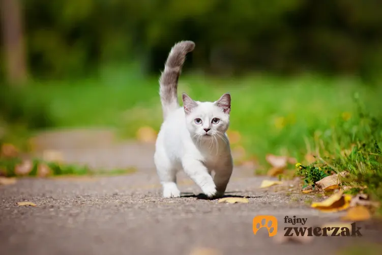 Kot munchkin podczas spaceru na tle zieleni, a także hodowla i cena kota munchkin