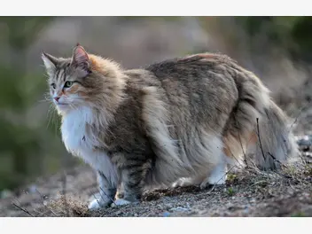 Ilustracja artykułu hodowla kota norweskiego leśnego – doradzamy, gdzie kupić rasowe kocięta