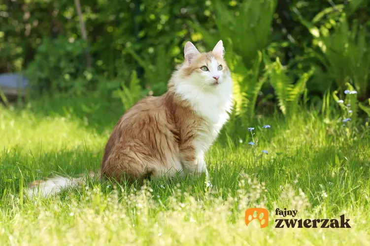 Kot norweski leśny rudy siedzący na trawie, a także jego charakter i cena