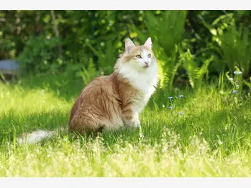 Ilustracja artykułu kot norweski leśny rudy – opis, usposobienie, pielęgnacja, opinie