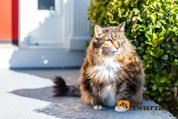Kot rasy kot norweski leśny rudy siedzący przed domem, a także jego usposobienie i hodowla