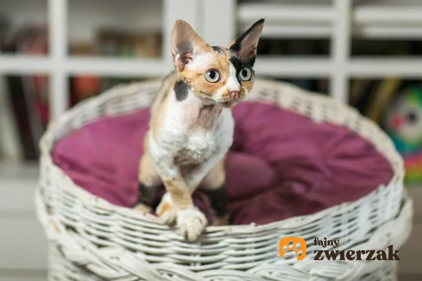 Devon Rex w koszyku domowym