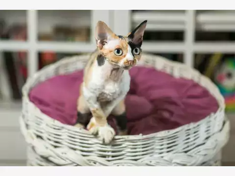 Devon Rex – odmiany i charakter