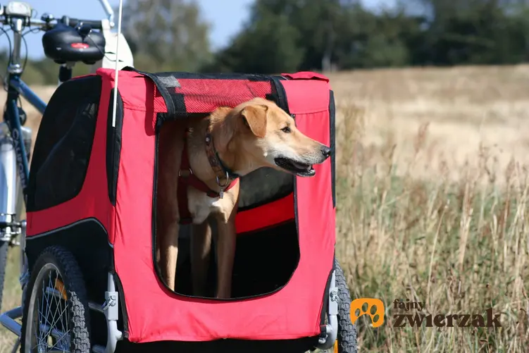 Pies w czerwonej przyczepce rowerowej na tle pola oraz przyczepka rowerowa dla psa i jej cena
