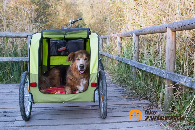 Pies w zielonej przyczepce rowerowej na tle pola oraz przyczepka rowerowa dla psa i jej cena