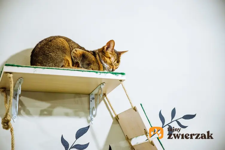 Kot leżący na półce ściennej, a także polecane półki dla kota, rodzaje i ceny