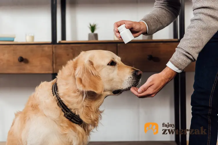 Pies jedzący tabletkę z dłoni, a także wapno dla psa i wapń w diecie psa