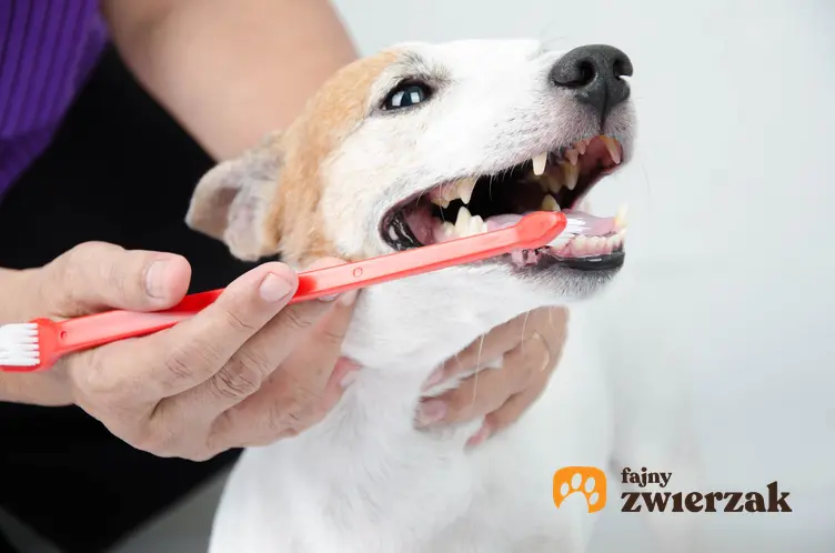 Pies podczas szczotkowania zębów szczteczkę oraz preparat do pielęgnacji zębów Fortan