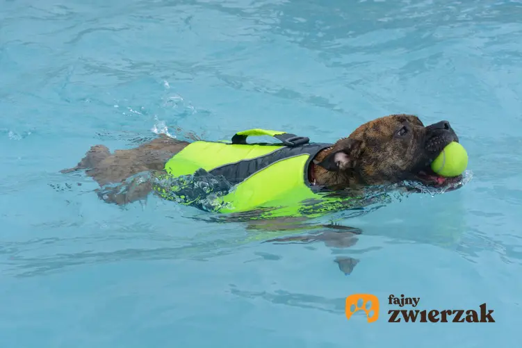 Pies w kapoku pływający w basenie z piłką, a także kapok dla psa, kamizelka ratunkowa