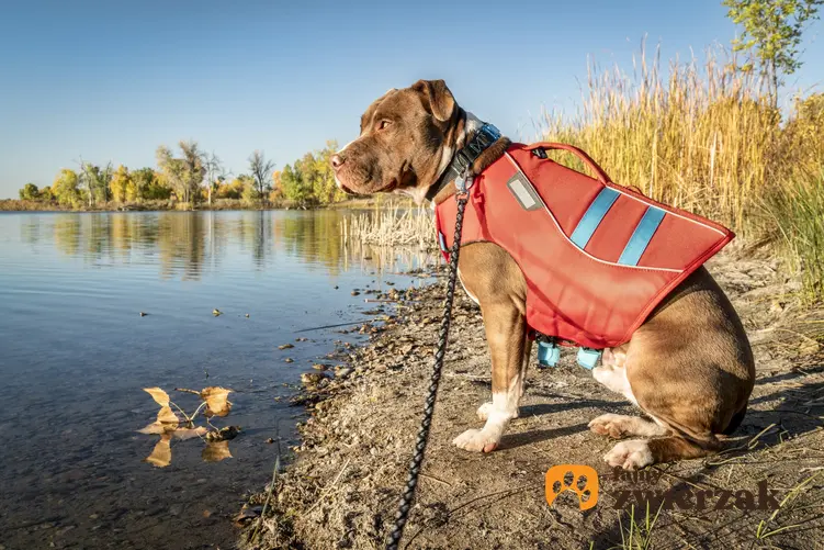 Pies w kapoku nad brzegiem wody oraz kapok dla psa, kamizelka ratunkowa i ceny