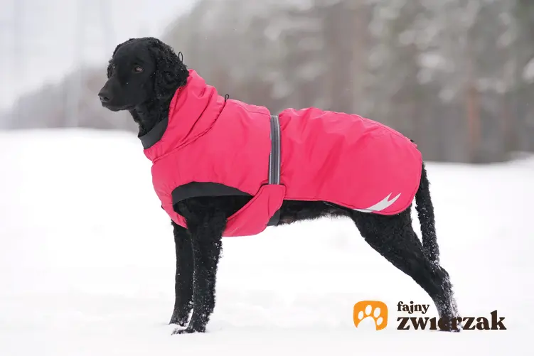 Duży pies w kurtce zimowej, a także kurtka zimowa dla psa, kurtki zimowe dla psów