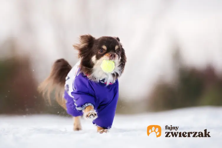 Mały pies w zimowej kurtce na śniegu oraz kurtka zimowa dla psa, kurtki zimowe dla psów