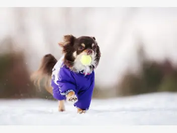 Ilustracja artykułu kurtka zimowa dla psa - rodzaje, opis, cena, opinie