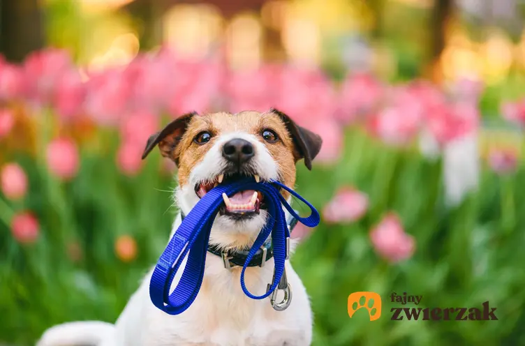 Pies trzymający smycz w pysku na tle kwiatów, a także smycze dla psów, rodzaje i cena