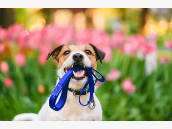 Ilustracja artykułu smycze dla psów – rodzaje, ceny, sposoby działania, porady praktyczne