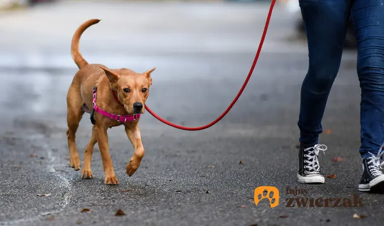 Pies na smyczy podczas spaceru, a także smycze dla psów, ich rodzaje i ceny