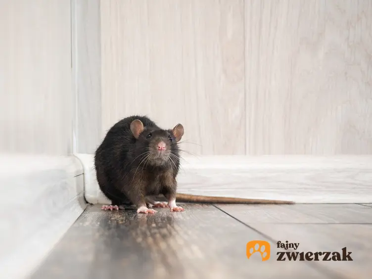 Szczur w kącie w domu, a także domowe sposoby na to, jak pozbyć się szczurów