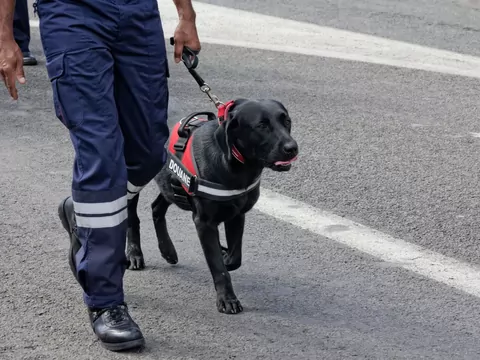 Najlepsza smycz dla dużego psa
