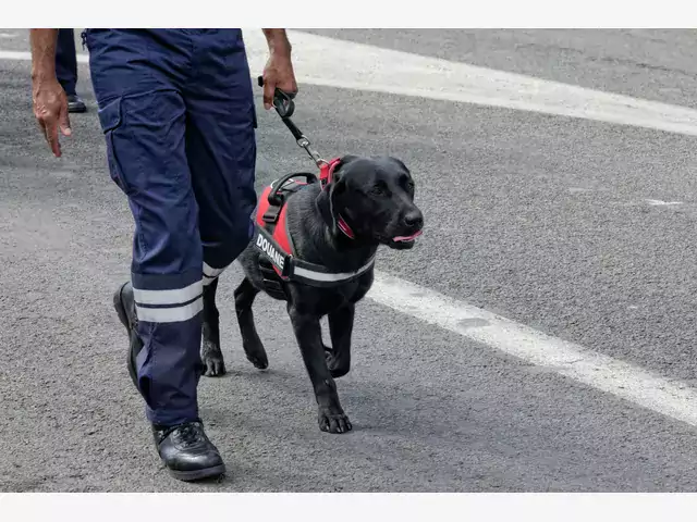 Najlepsza smycz dla dużego psa