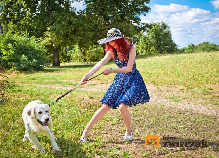 Kobieta podczas spaceru z psem, który ciągnie smycz oraz dlaczego pies ciągnie na smyczy