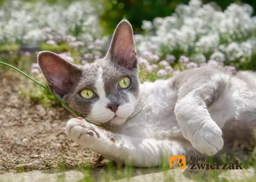 Devon rex kociak wśród kwiatów