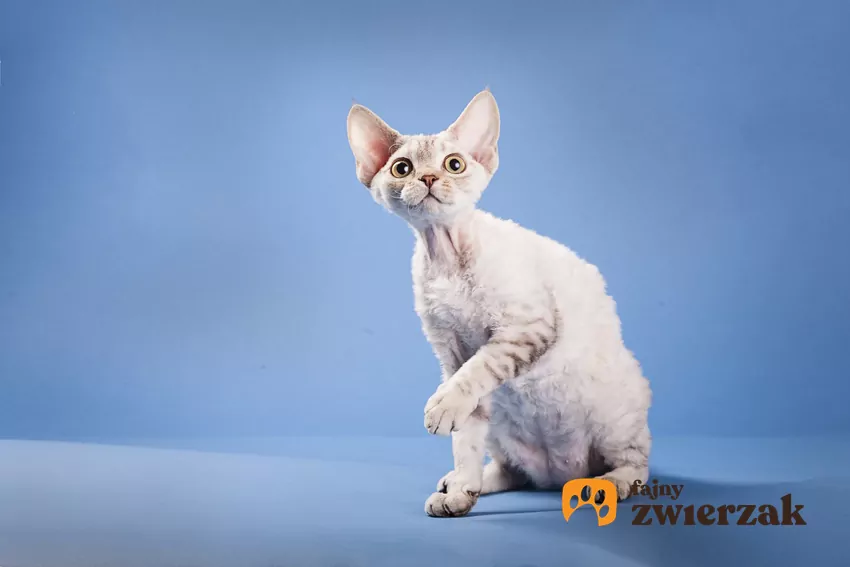 Devon rex na niebieskim tle