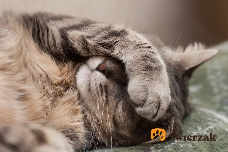Chory kot leżący na łóżku oraz zapalenie trzustki u kota, leczenie i objawy