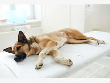 Ilustracja artykułu zapalenie okrężnicy u psa – objawy, leczenie, rokowania, porady