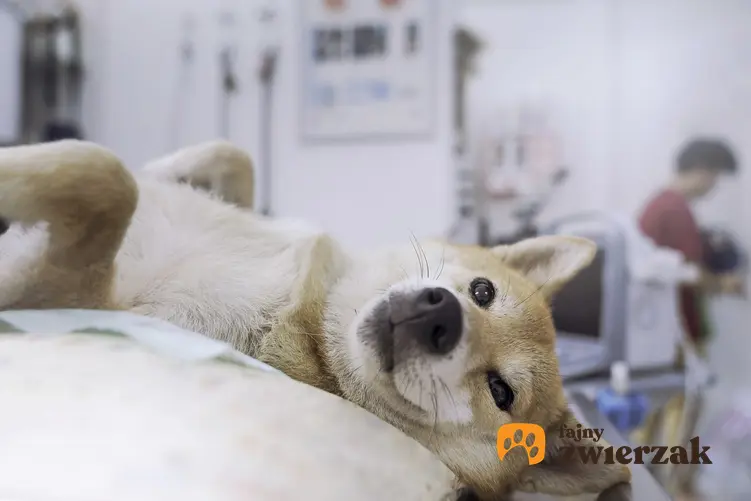 Pies na łóżku u weterynarza oraz zapalenie okrężnicy u psa i stan zapalny jelita grubego