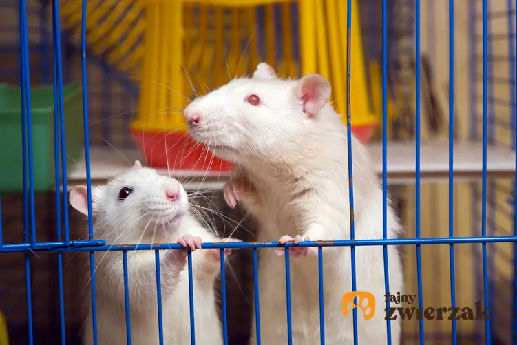 Dwa szczury w klatce, czyli szczur domowy, hodowlany, hodowla i cena