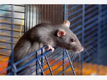 Ilustracja artykułu szczur domowy - opis, usposobienie, wymagania, porady hodowców