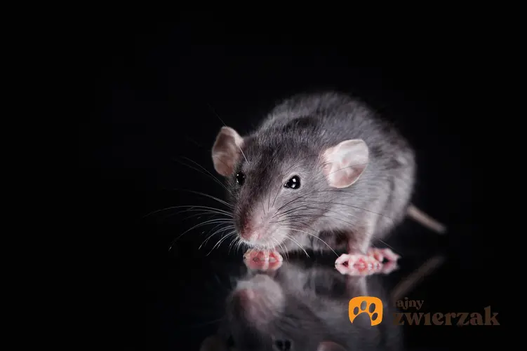 Szary szczur na czarnym tle, a także porady, jak wytępić szczury domowym sposobem