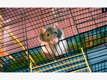 Ilustracja artykułu szczur hodowlany - gatunki, opis, cena, wymagania, opinie hodowców