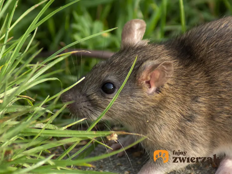 Gryzoń szczur wędrowny, polny na trawie, a także opis, informacje i rozmnażanie