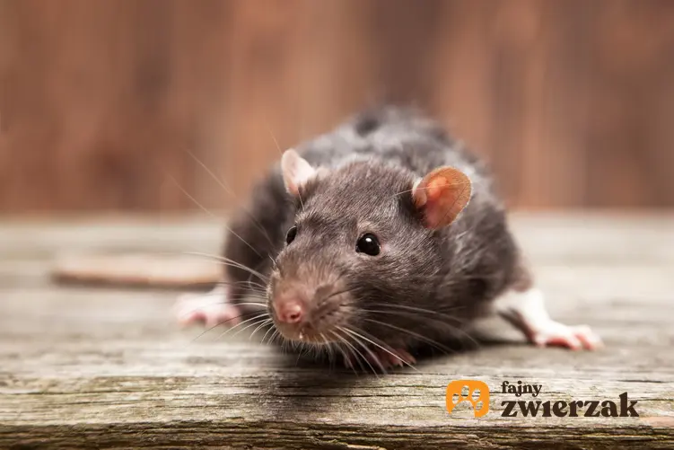 Szczur na podłodze w domu, a także ile żyje szczur i długość życia szczura