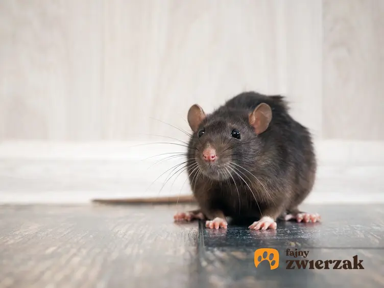 Szczur na podłodze w domu, a także ile żyje szczur i długość życia szczura