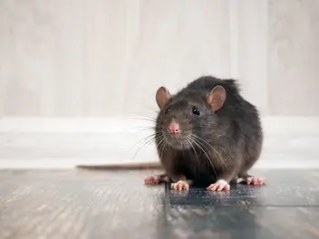 Ilustracja artykułu ile żyje szczur? zobaczcie, jaka jest długość życia popularnego gryzonia
